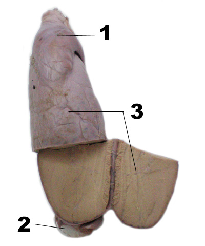 corte de un testiculo