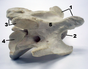 vertebra cervical del caballo
