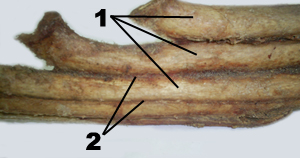 articulacion intercondral del caballo