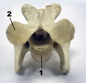 vertebra lumbar del caballo
