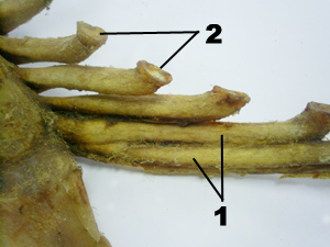articulacion inter condral del caballo