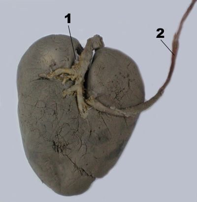 riñon derecho del caballo