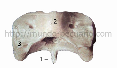 Atlas de cerdo. Cara dorsal