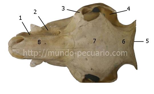Cabeza de cerdo. Vista dorsal