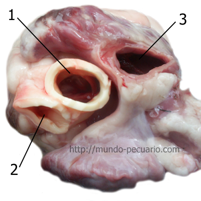 Corazón de cerdo. Cara dorsal