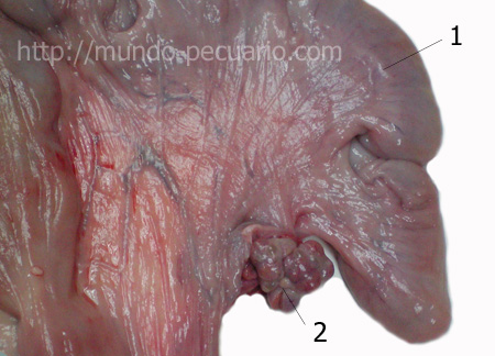 Cuerno uterino y ovario en cerdas