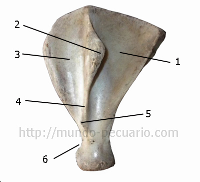 Escápula de cerdo
