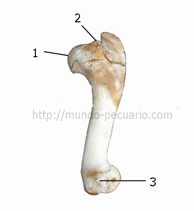 Hueso humero de cerdo. Cara medial