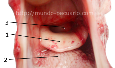 Laringe del cerdo, suino o porcino