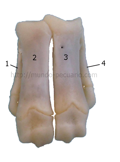 Metacarpo de los cerdos