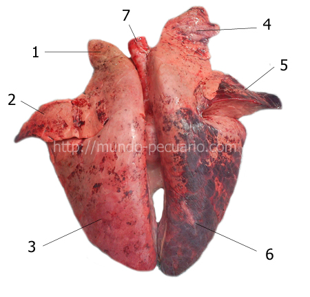 Pulmón de cerdo. Cara externa