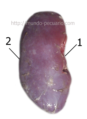 Riñón de cerdo. Cara lateral