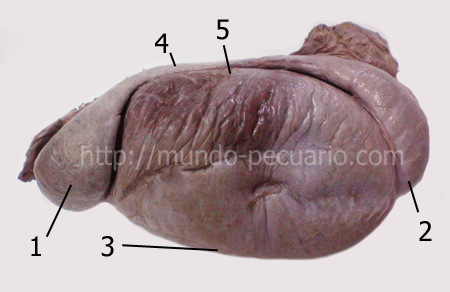 Testículo de cerdo. Cara lateral