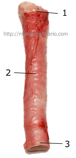 Traquea de cerdo, porcino, suino