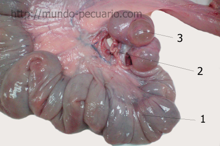 Trompa de falopio y ovario en cerdas