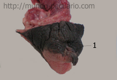 Vulva en cerdos