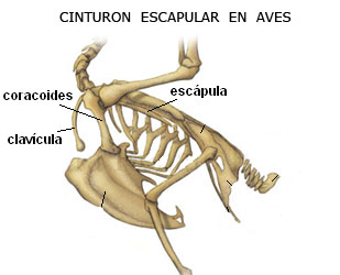 Cinturón escapular