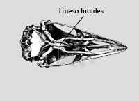Hueso hioides