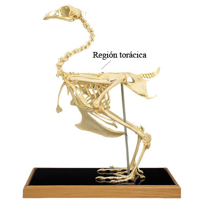 Región torácica