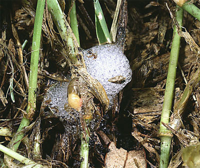 Aeneolamia spp