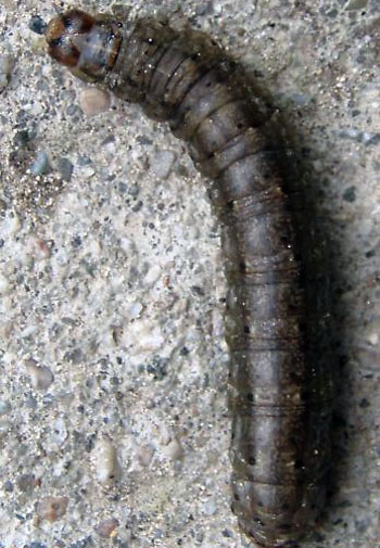 Agrotis ipsilon
