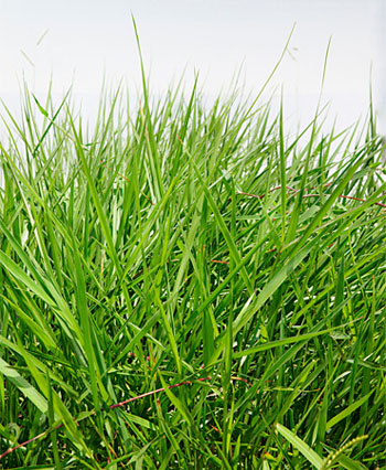 Brachiaria humidicola