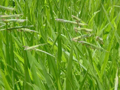 Brachiaria ruziziensis