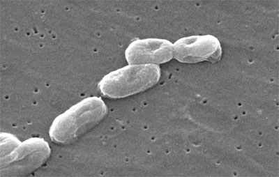 Burkholderia mallei
