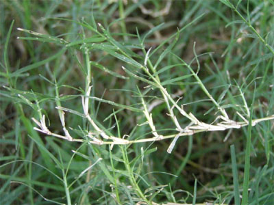 Cynodon dactilón