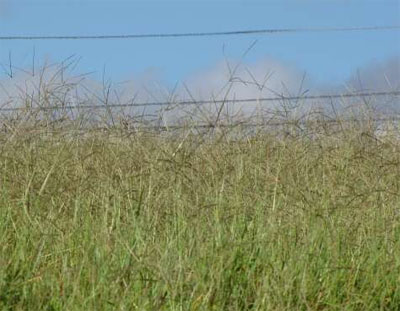 Digitaria decumbens