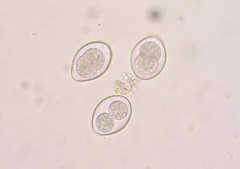 Eimeria bovis