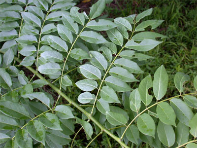 Gliricidia sepium