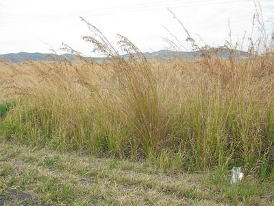 Hyparrhenia rufa