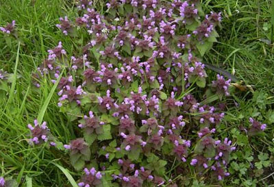 Lablad purpureum