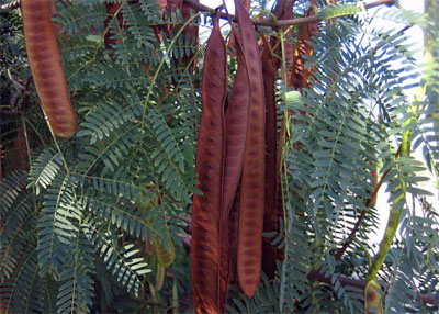 Leucaena leucocephala
