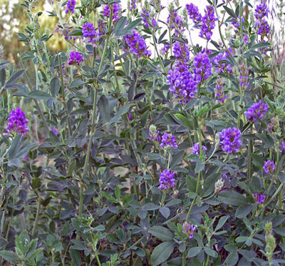 Medicago sativa