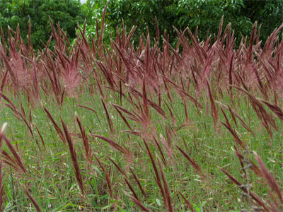 Melinis minutiflora