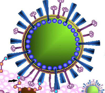 Mixovirus