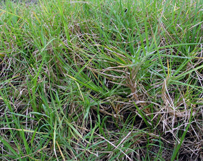 Pennisetum clandestinum