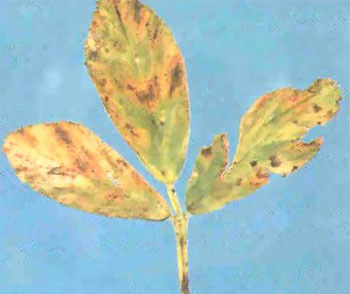 Phoma herbarum