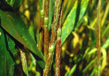 Puccinia graminis