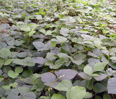 Pueraria phaseoloides