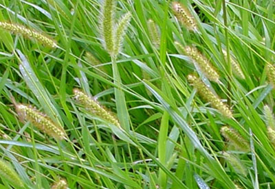 Setaria anceps