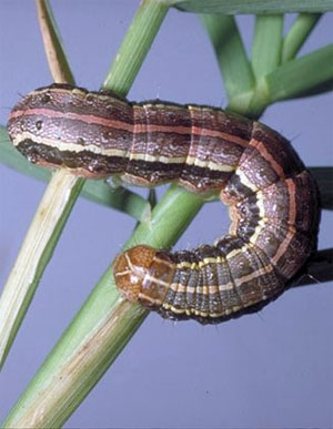 Spodoptera frugiperda