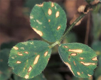 Stemphylium botrysum