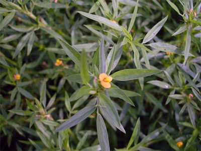 Stylosanthes guianensis