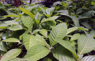 Trichanthera gigantea