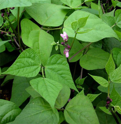 Vigna sinensis