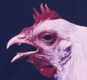 Bronquitis infecciosa aviar