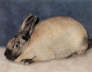 Conejo plateado de champagne